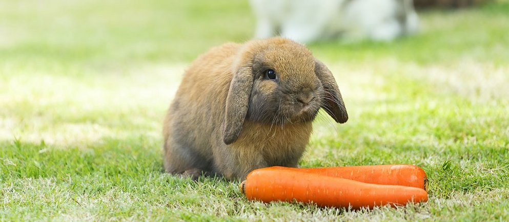 Kaninchen sitzt auf einer Wiese mit 2 Mohrrüben