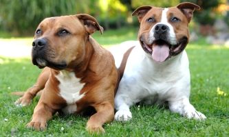 Zwei American Staffordshire Terrier liegen auf dem Gras