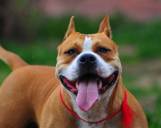 Ein braun weißer American Staffordshire Terrier