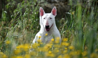 Weißer Bullterrier steht auf einer Wiese