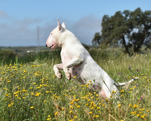 Weißer Bullterrier springt über eine Wiese