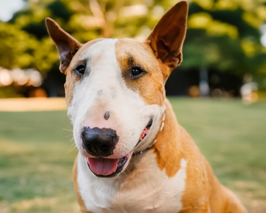Braun weißer Bullterrier sitzt auf einer Wiese