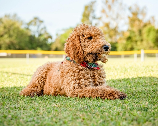 Ein brauner Goldendoodle liegt auf dem Rasen