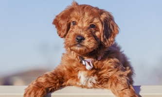 Ein brauner Gooldendoodle vor blauem Hintergrund