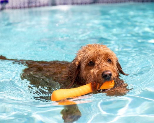 Ein brauner Goldendoodle schwimmt im Pool mit seinem gelben Spielzeug im Maul