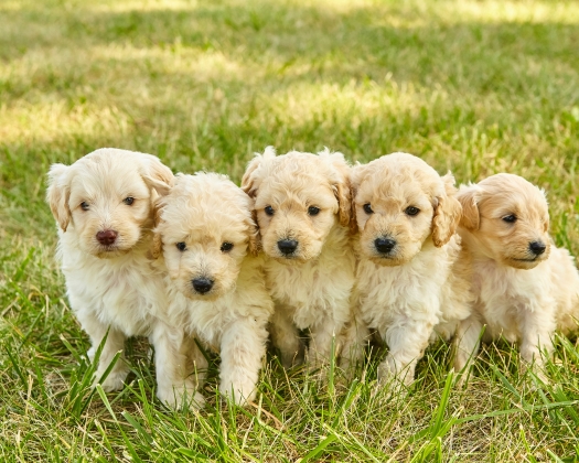 Fünf Goldendoodles sitzen nebeneinander auf dem Rasen