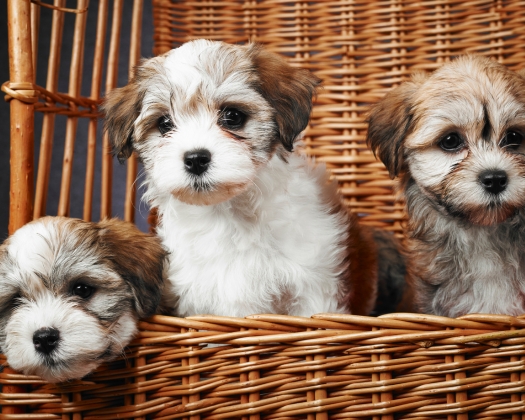 Drei Havaneserwelpen sitzen in einem Korb