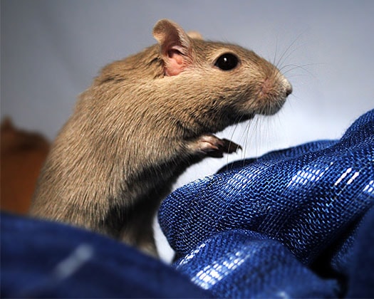 Mongolische Rennmaus im normalen Kleinsäugergehege